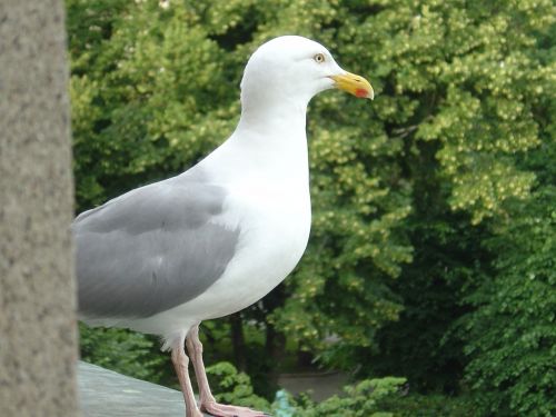 seagull bird close