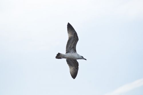 seagull bird fly