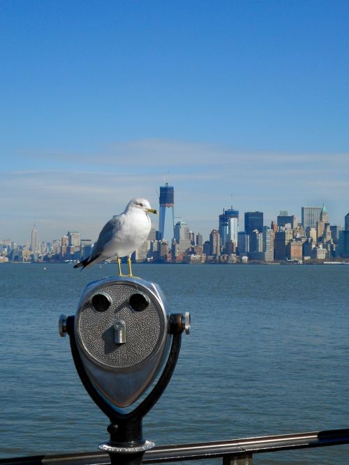 seagull manhattan new york