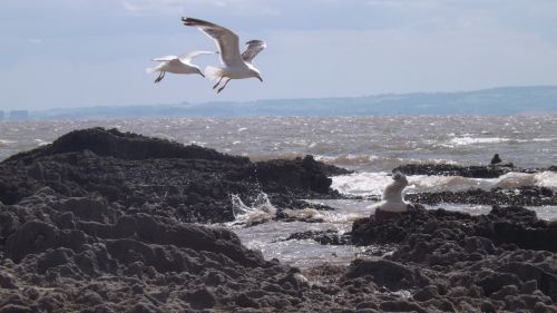 seagull ocean rocks