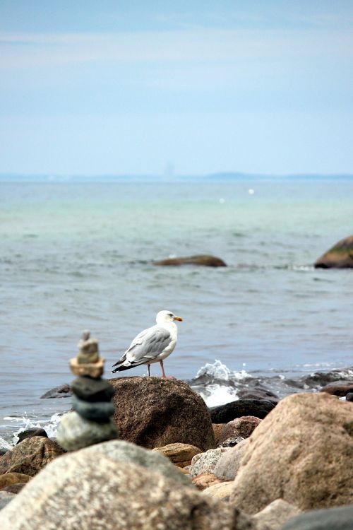 seagull baltic sea seagull on the beach