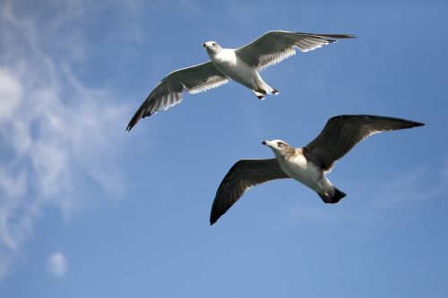seagull sea birds new