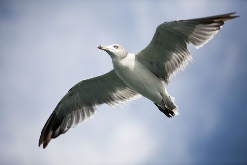 seagull sea birds new