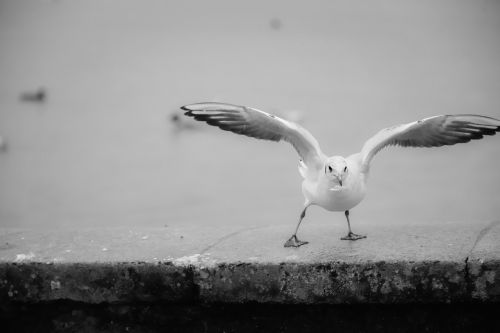 seagull flight bird