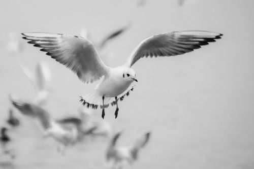 seagull flight bird