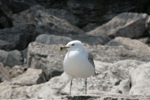 seagull stand bird