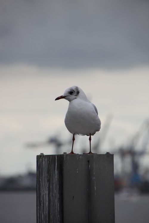 seagull hamburg port