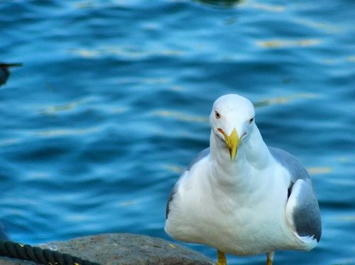 seagull bird water