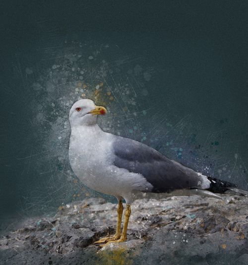 seagull bird sea