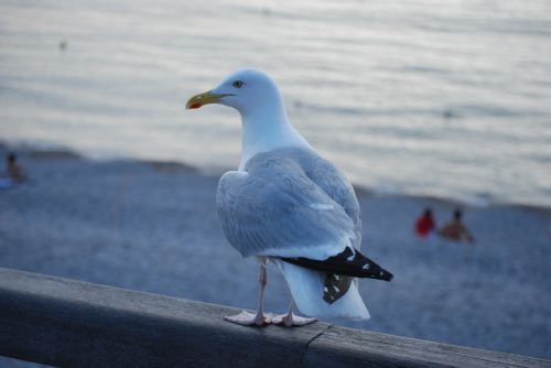 seagull sea bird