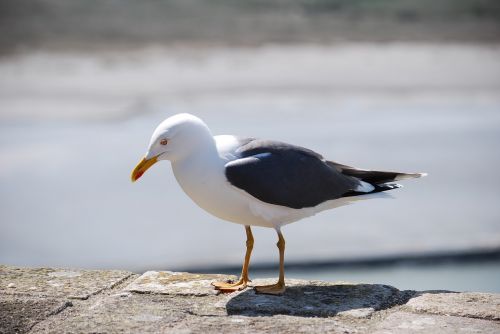 seagull animals gull