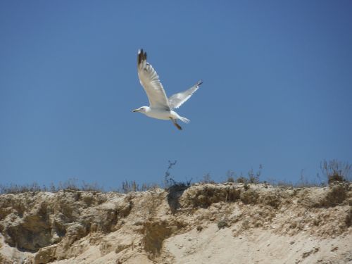 seagull bird beach