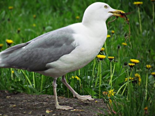 seagull bird grass