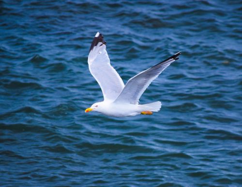 seagull cantabria spain