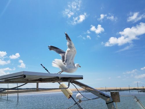 seagull blue sky sea