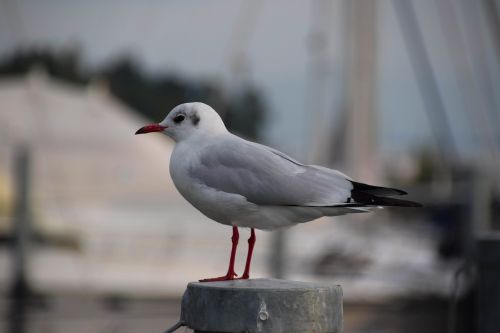 seagull nature bird