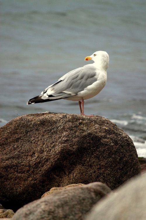 seagull sea seevogel