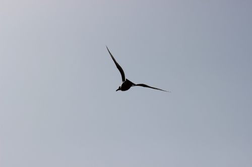 seagull crow flies flight