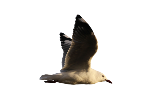 seagull water bird seevogel