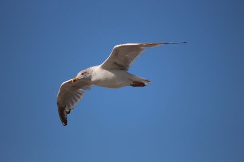 seagull animal bird