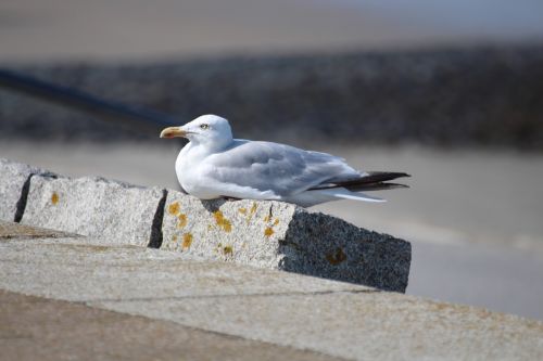 seagull norderney beach
