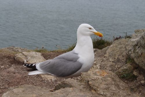 seagull bird ireland
