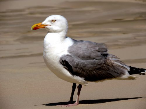 seagull bird water bird