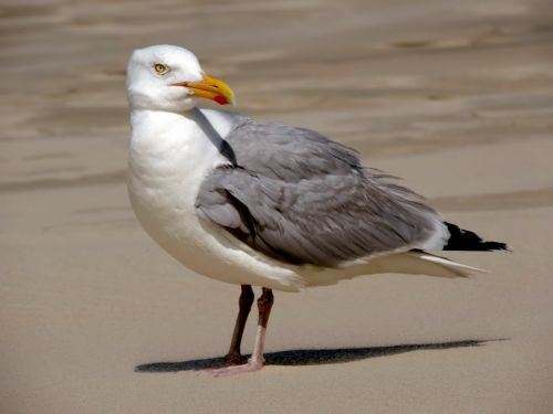 seagull bird water bird