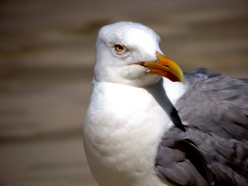 seagull water bird bird