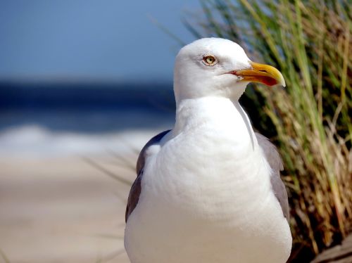 seagull herring gull water bird