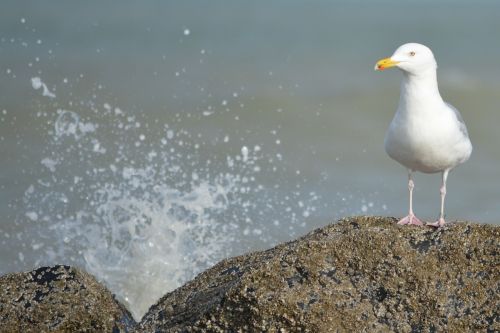 seagull waves sea