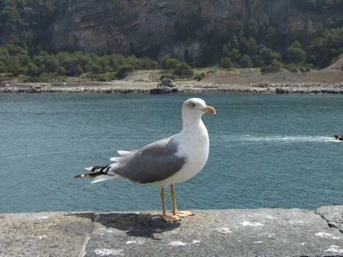 seagull sea bird