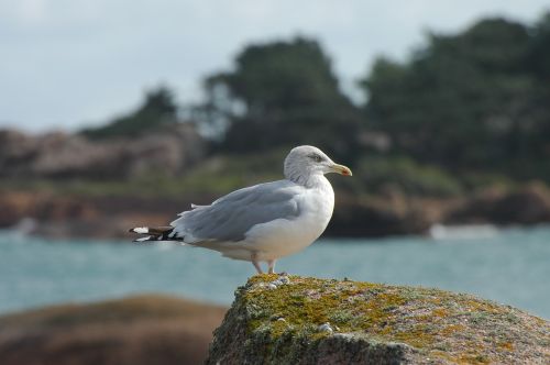 seagull sea seevogel