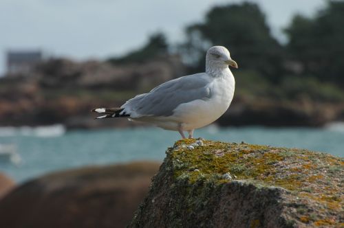 seagull sea seevogel