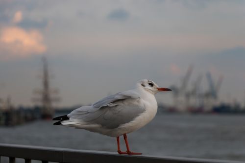 seagull elbe wildlife photography