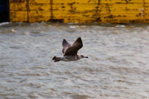 seagull elbe wildlife photography