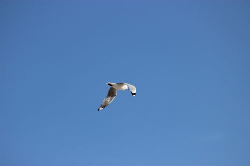 seagull flight bird