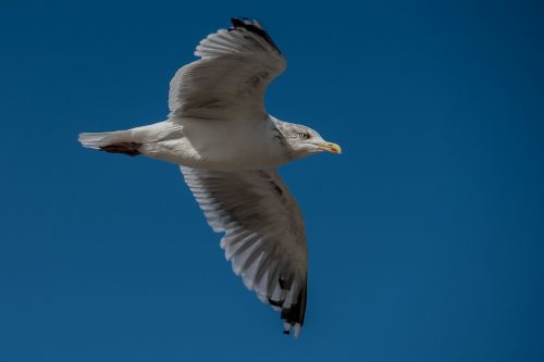 seagull bird water