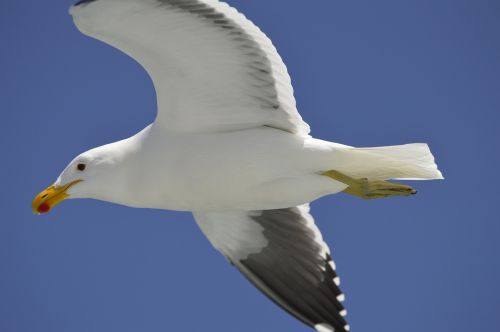 seagull seevogel sea