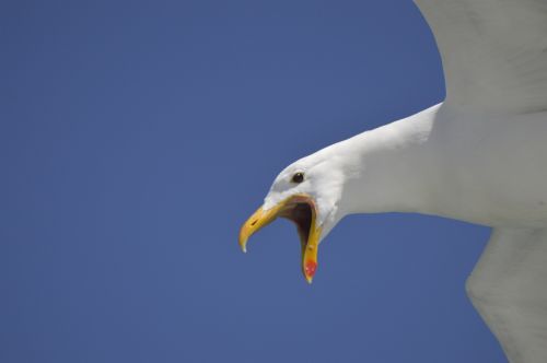 seagull cry lake