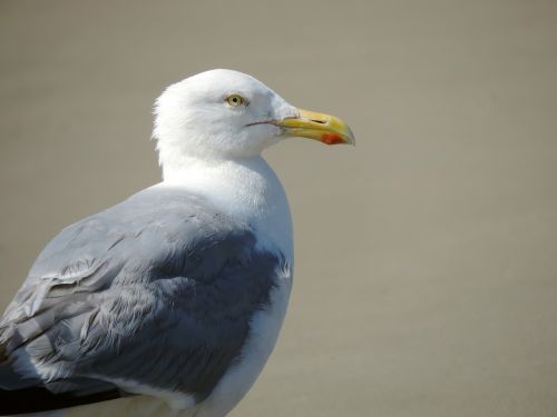 seagull bird herring gull