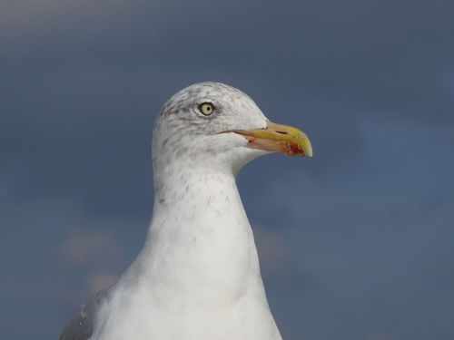 seagull bird water