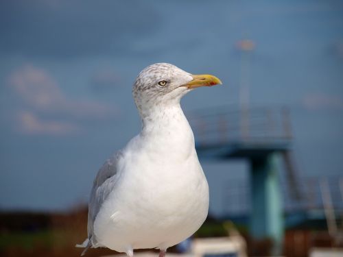 seagull bird lake