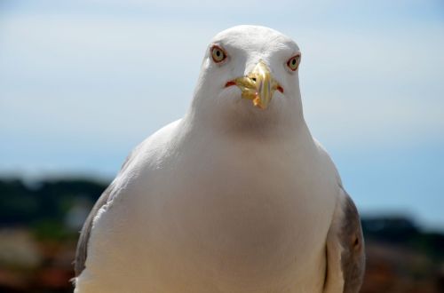 seagull bird rome