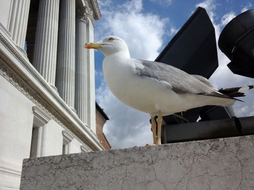 seagull bird rome
