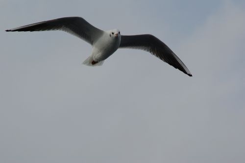 seagull fly wing