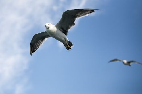 seagull sea times
