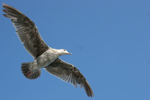 seagull gull wings