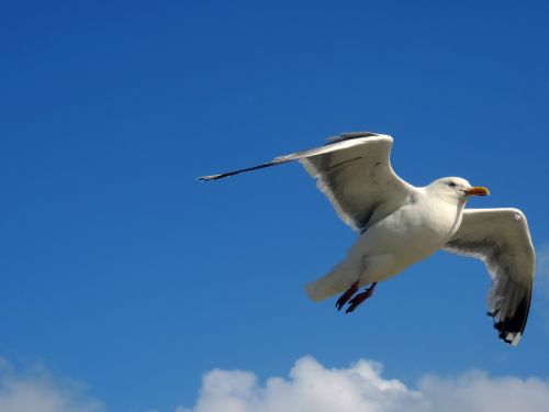 seagull sky flight