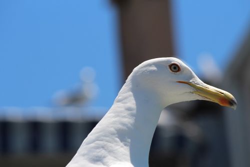 seagull gull portrait animal portrait
